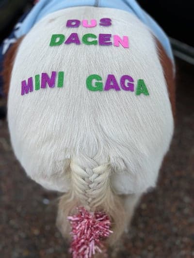 Inlägg 9 av Galopp med titeln DUS-dagen Flyinge