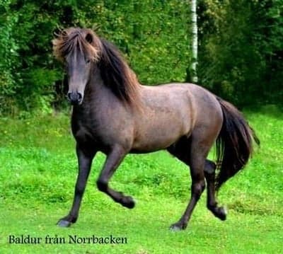 Baldur från Norrbacken