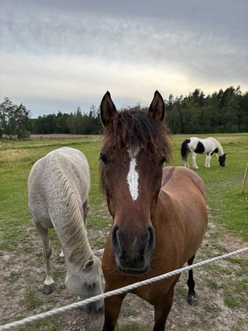 Bild av Ponnykille för framtiden