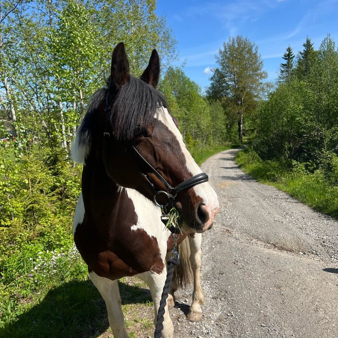 Bild 1 av Townabrack Lady