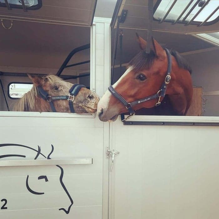 Media 5 av Uppsittning tävling (Catch-rider)