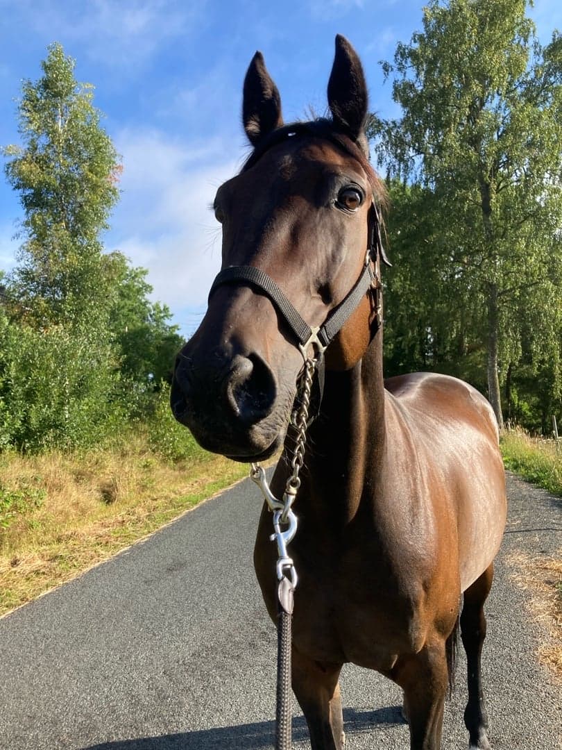 Bild 1 av Bruno di quattro