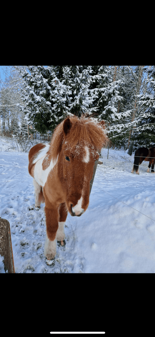 Media 1 of Skyjafakur från Lillån