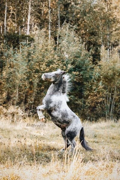 Inlägg 1 av Horseball med titeln Olle🤩✨