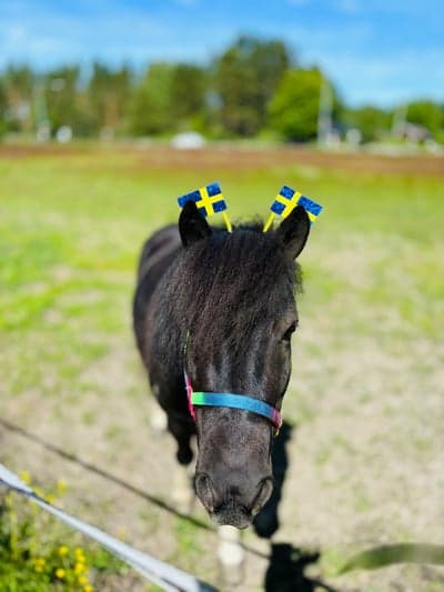 Inlägg 6 av Allround med titeln Glad midsommar önskar Senise 🌸