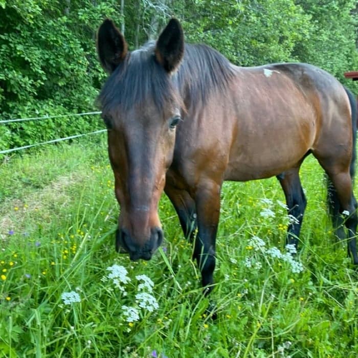 Media 1 av Mr pine chip-priness november