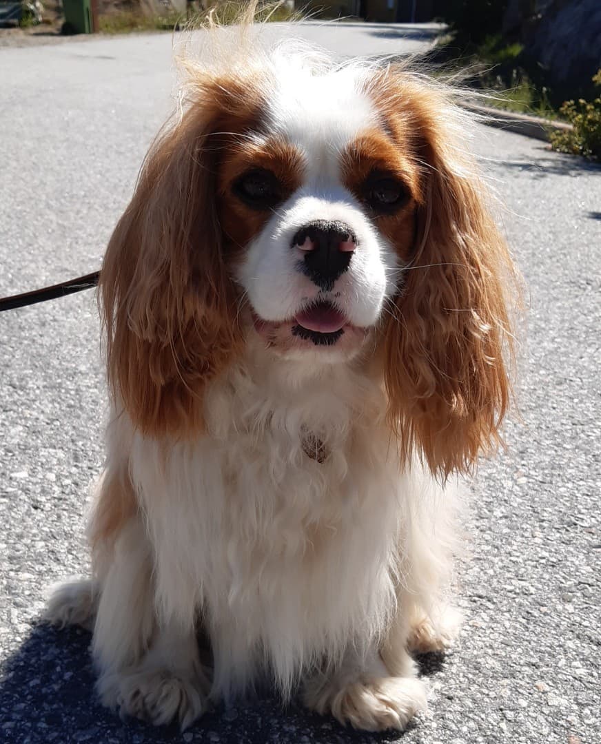 Image 1 of Ellen - NoControl