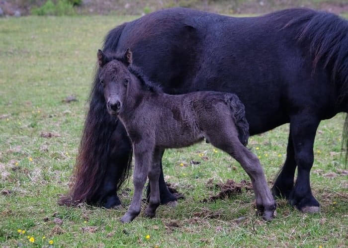 Media 5 av Furunäs Domino