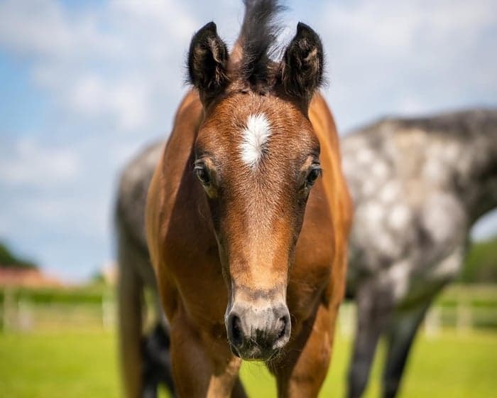 Media 1 av Chocolate Chip