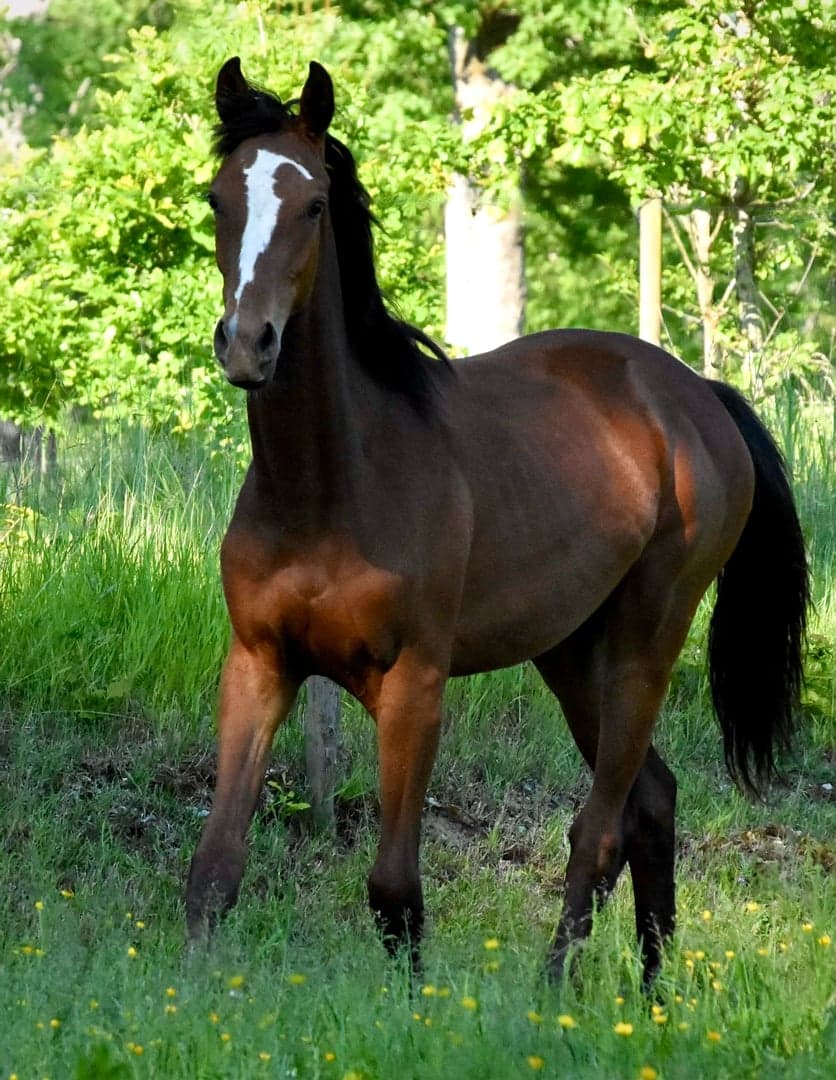 Bild 1 av Dalwhinnie