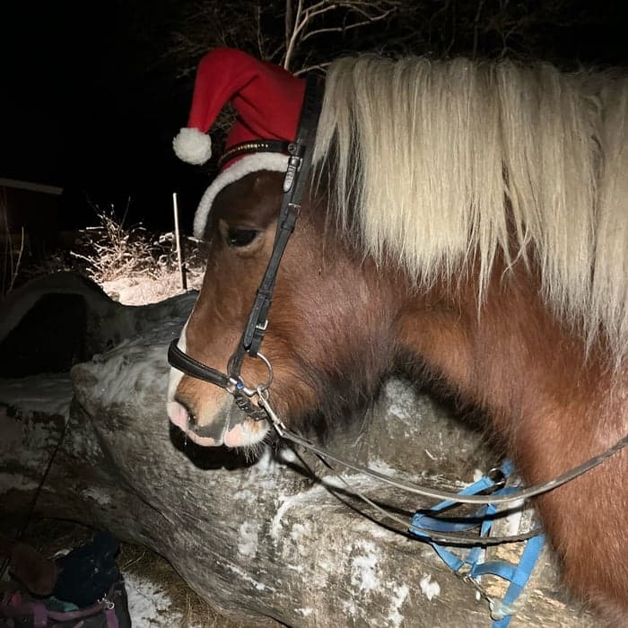 Media 1 of Eydís från Ängens Gård