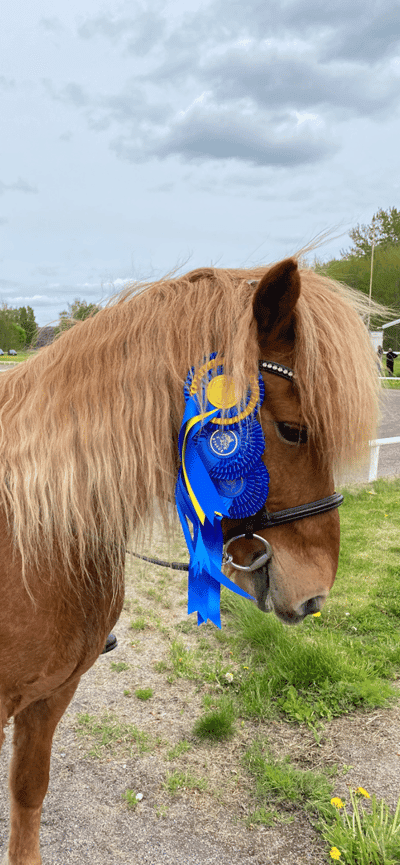 Bakkus Från Granmyra