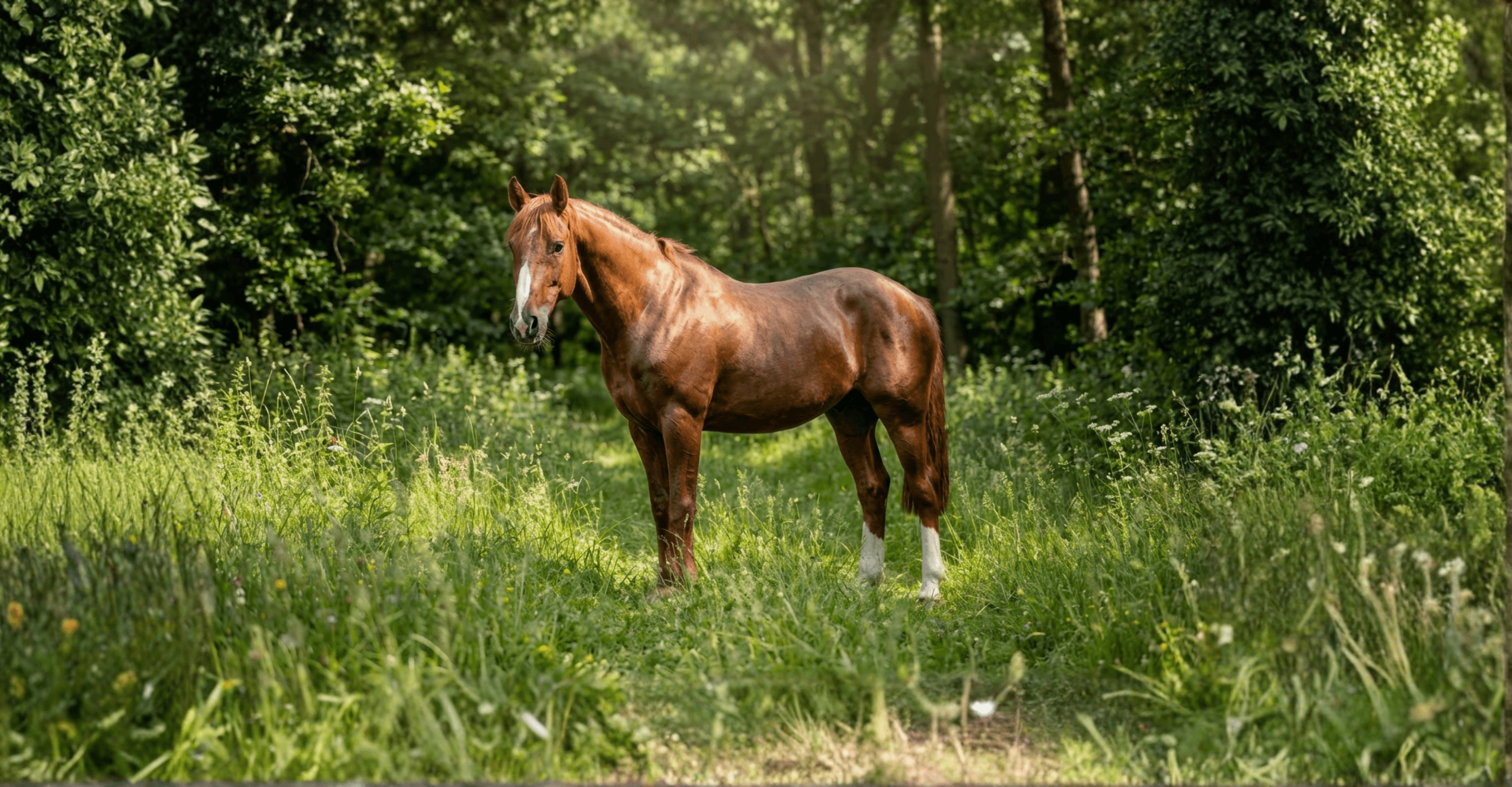 Bild av Dansk ridhäst