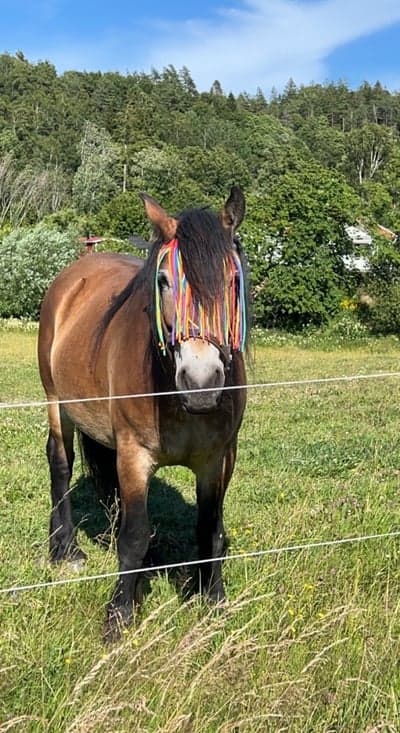 Post 15 of North Swedish Horse with title Här e Wizla för typ 3 veckor sedan