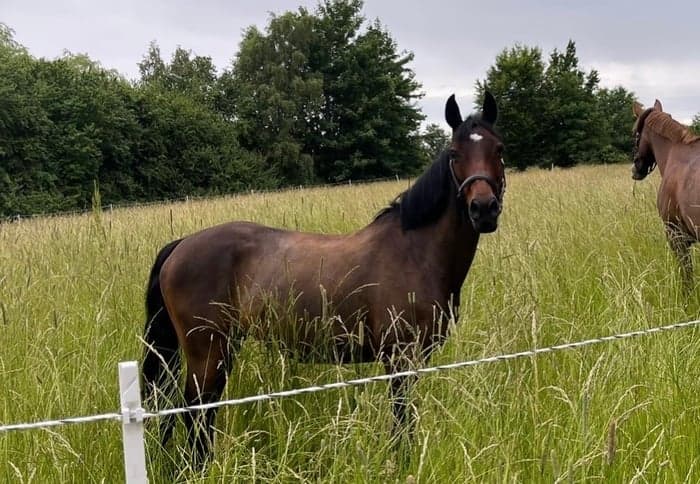 Media 1 of Sallys princess