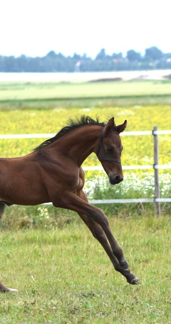 Media 2 av Johnny Cash MVG