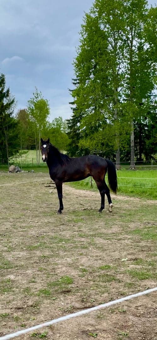Image of Framtida fälttävlanshäst