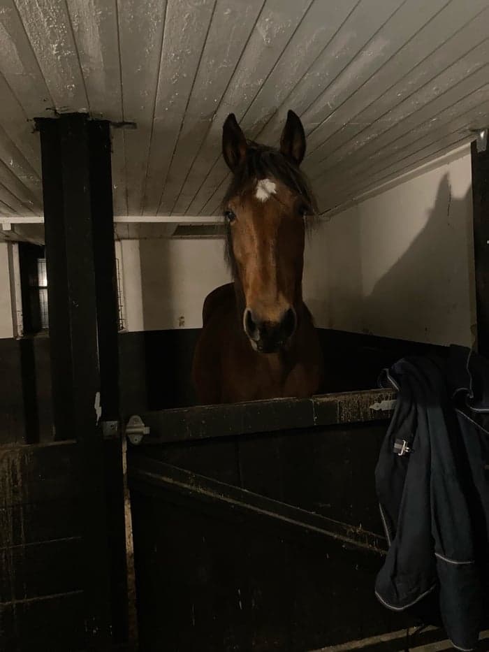 Media 1 av Honey Love Bronzit