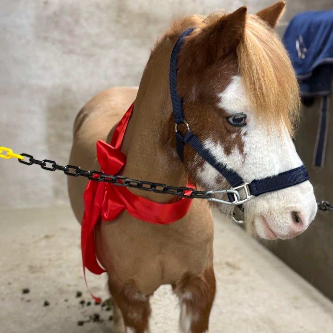 Bild 1 av Benjamin III