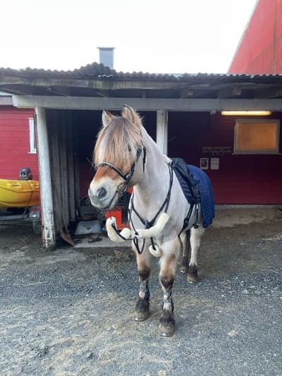 Inlägg 2 av Fjordhäst med titeln 🥰🥰❄️