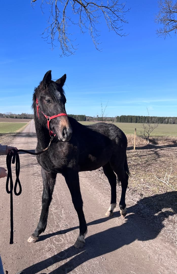 Media 5 av Filippa K