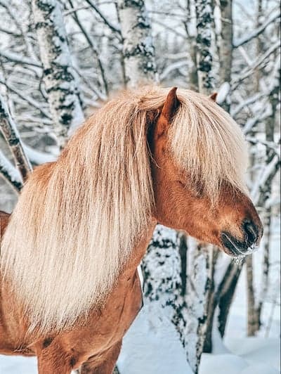 Inlägg 79 av Allround med titeln Koser seg i ny snøen🤍