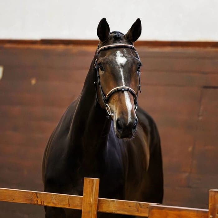 Media 1 av Balenciaga FK