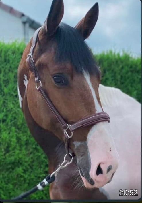 Image 1 of Karaman Tintado