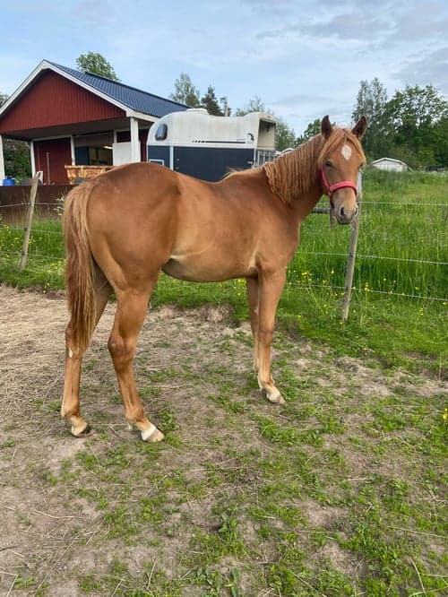 Bild av 1 årig quartersto 