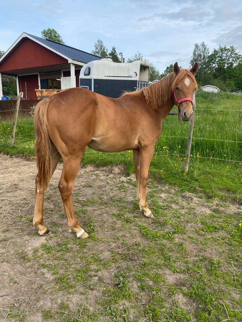 Image 3 of Penny Stargazer