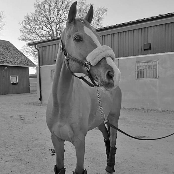 Media 1 of Caravaggio Z