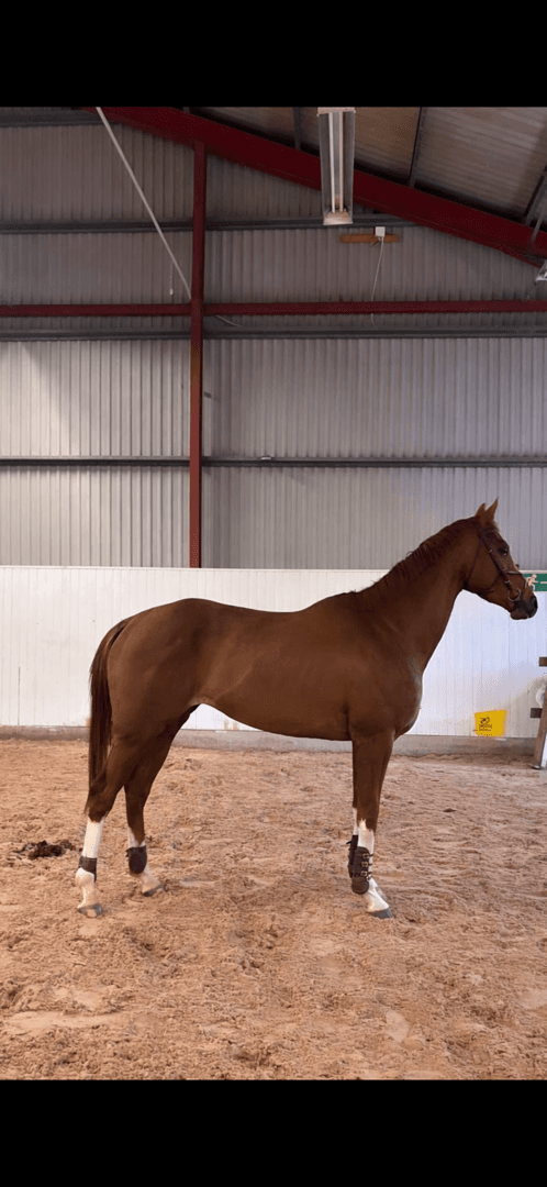 Bild av Blivande fälttävlansstjärna