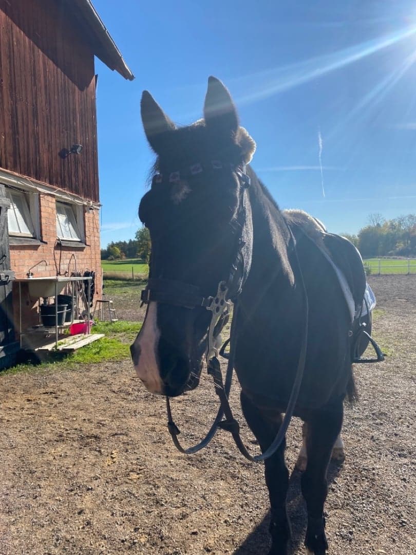 Bild 1 av Perssons Gidde