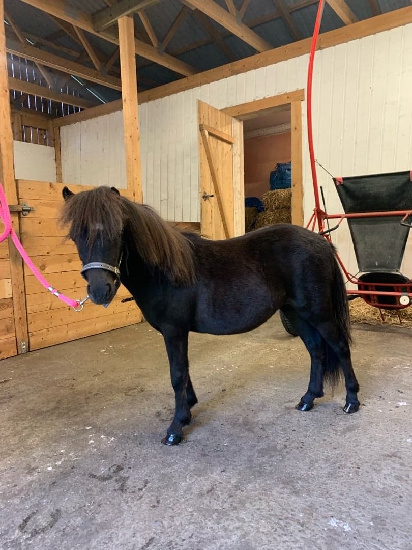 Bild 1 av Min Lilla Betty Boop