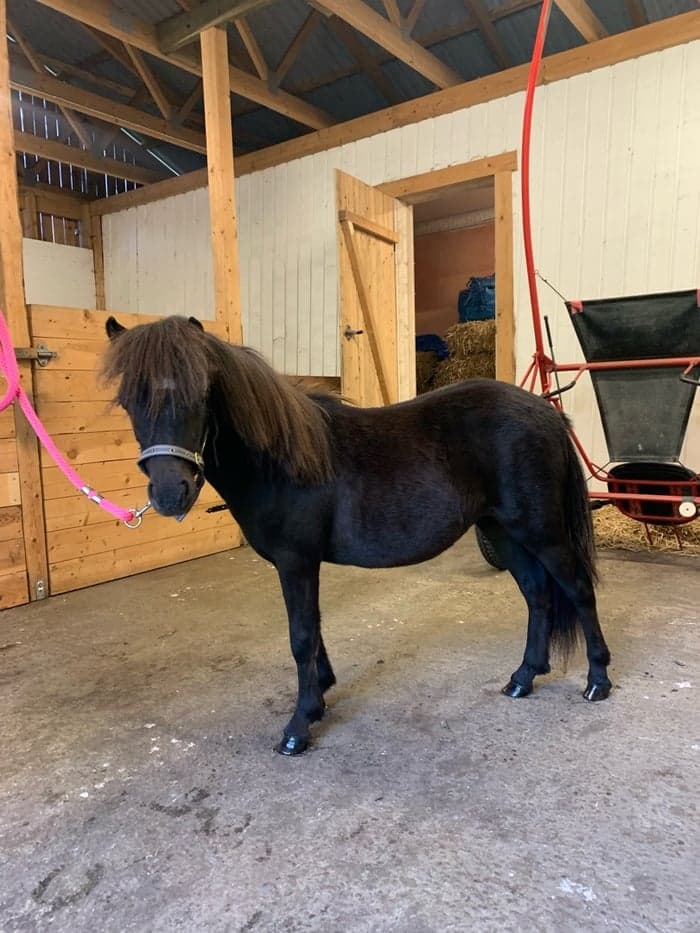 Media 1 av Min Lilla Betty Boop