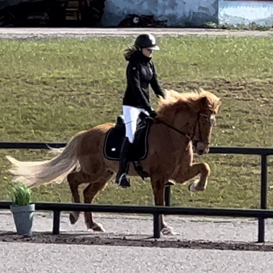 Bild 1 av Funi från Hästabet