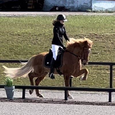 Funi från Hästabet