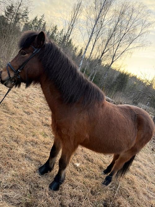 Bild av Trevlig 5 gångare med alla gångarter på plats.