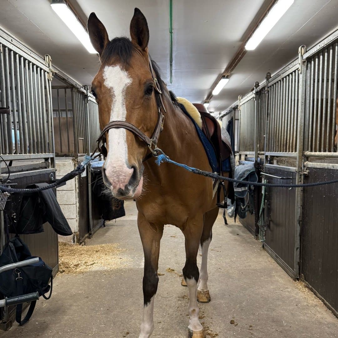 Image 1 of Amour d'Un jour