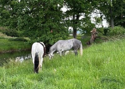 Inlägg 4 av Connemara med titeln Sommarbete med kompis