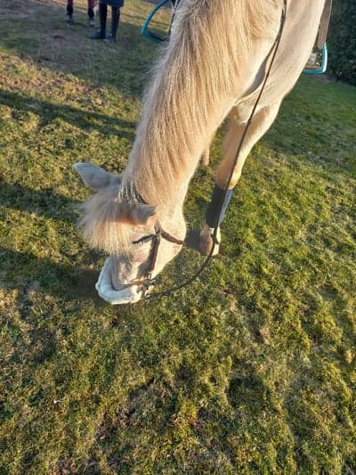 Inlägg 23 av Allround med titeln Idag när vi red utt I djupekås💖