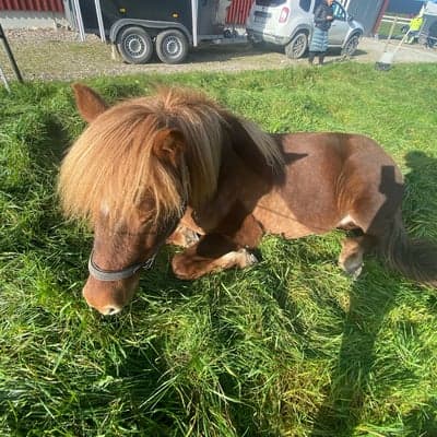 Táta frá moeidarhovóli