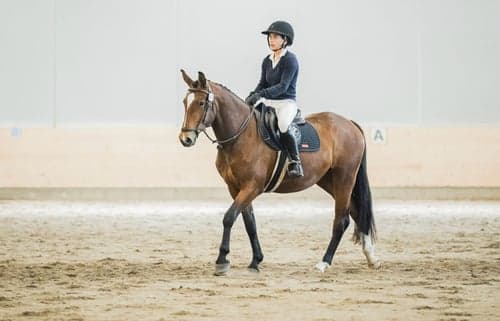 Image of Vänligt, lydigt sto