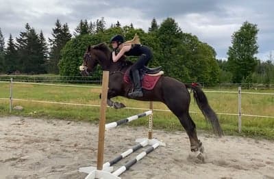 Inlägg 12 av Morganhäst med titeln ❤️❤️❤️