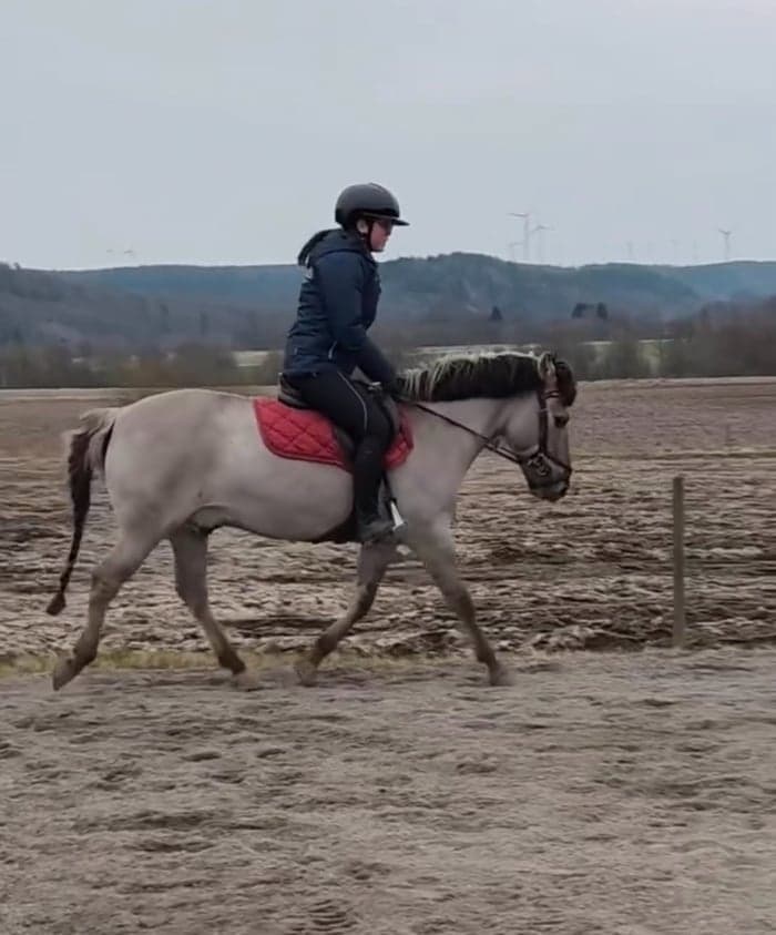 Media 2 av Maxad B-ponny