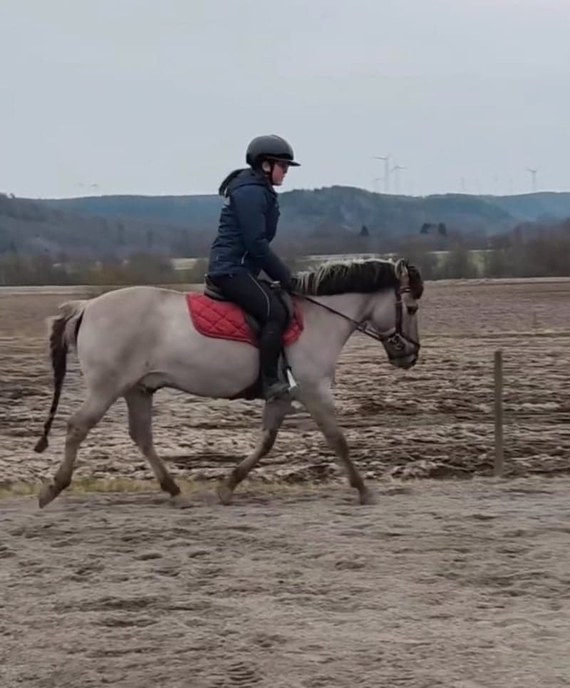 Bild 2 av Maxad B-ponny