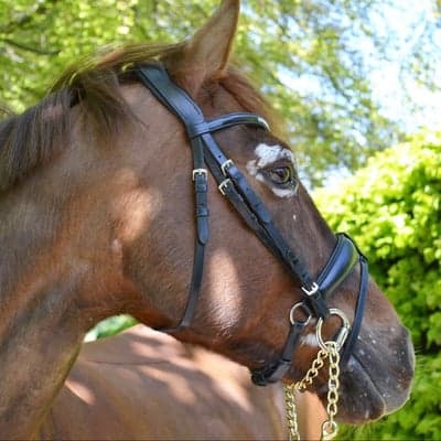 Lintrupgaards Kashmir