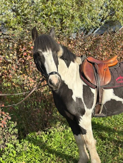 Bild av Ponny med potential