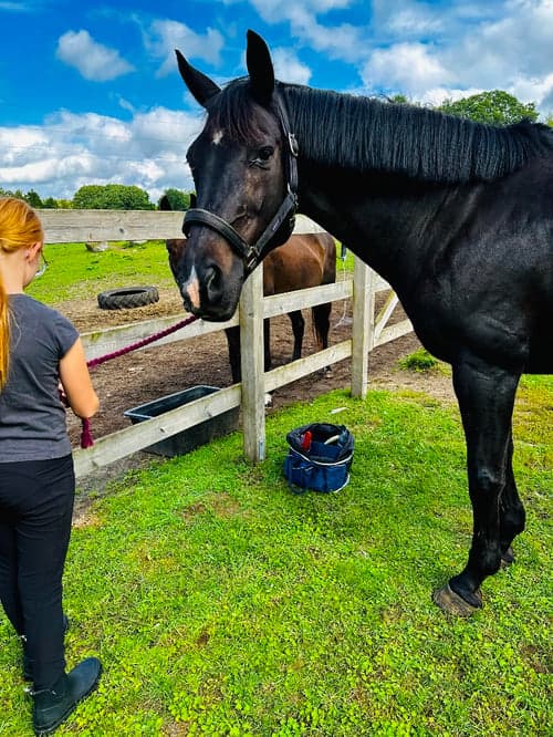 Bild av SNYGG VALACK!  Då min kropp inte håller för ridning längre så söker min stjärna ett nytt hem. Fina gångarter. Kan byten, öppna, sluta mm Ej tävlad pga mitt ointresse. Rids just nu av hoppryttare. Snäll i all hantering. Fått regelbunden massage och faciabehandling. Ingen skadehistorik. Något svårlastad. All utrustning medföljer. Hemmet viktigast.