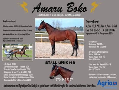 Inlägg 13 av Varmblodstravare med titeln Avelshingst 